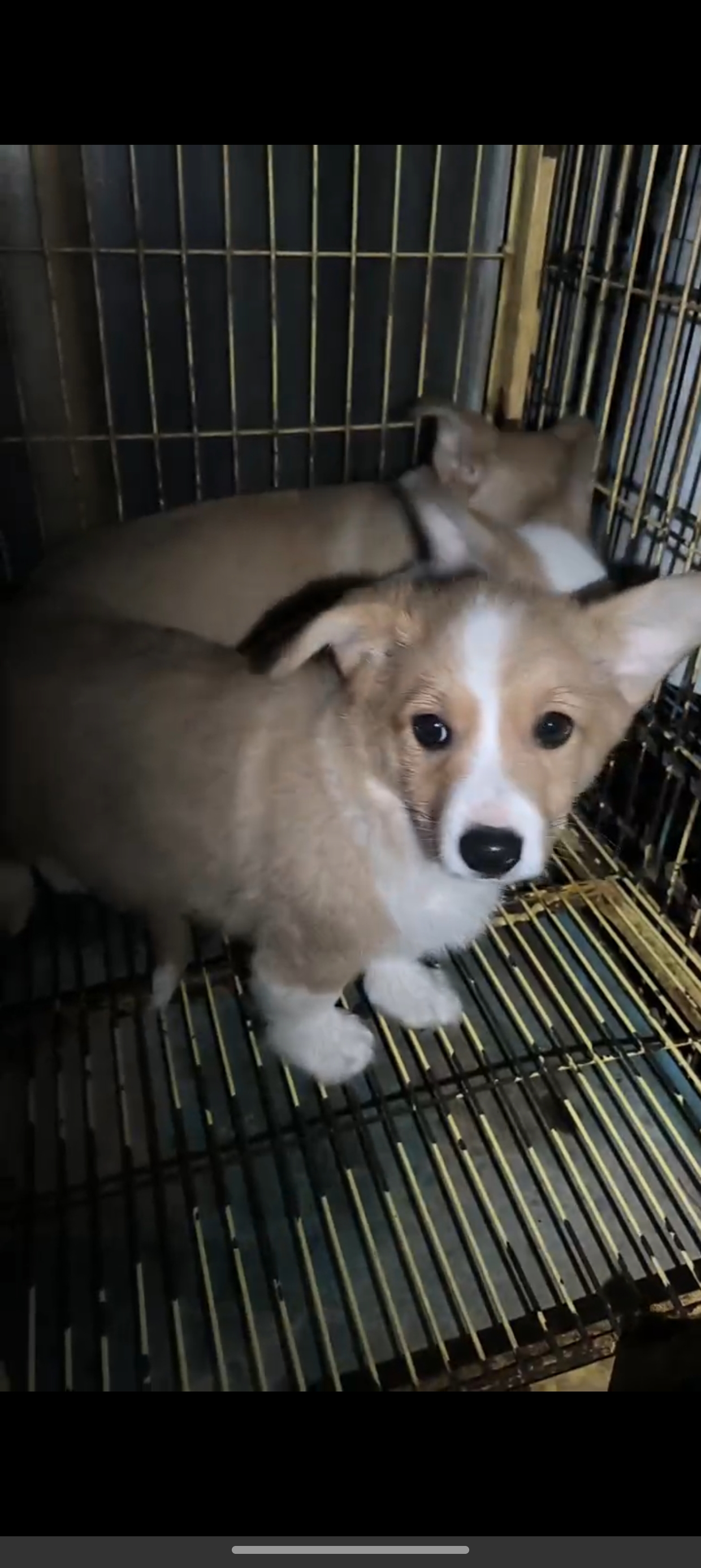 带尾巴的柯基犬出售